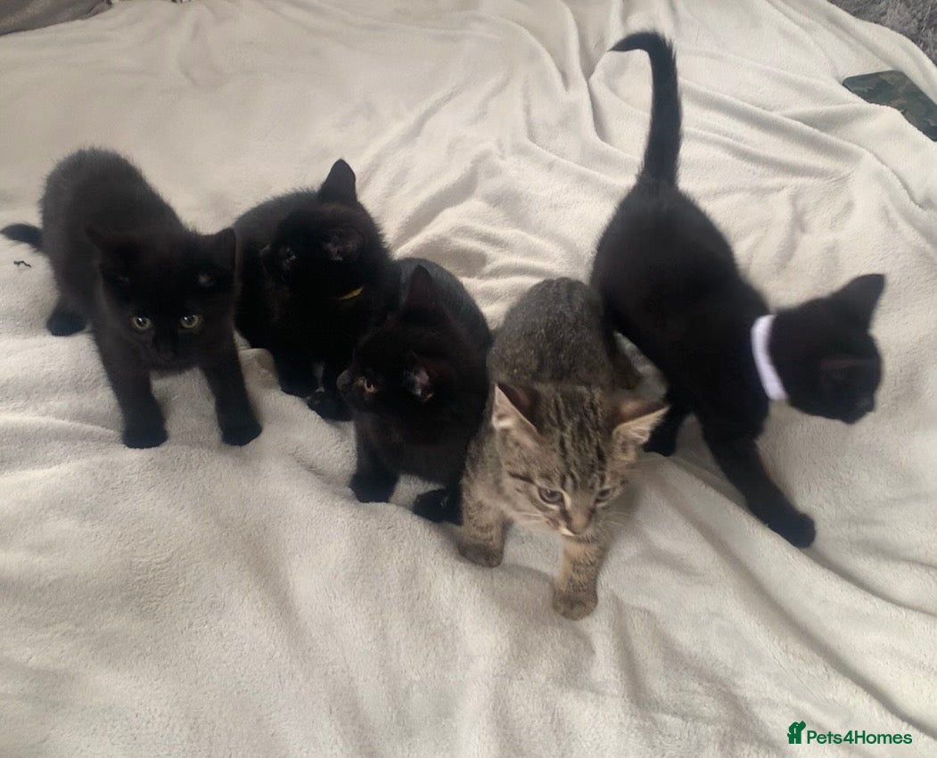Mixed Breed cats Gorgeous farm kittens  - Advert 2