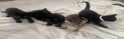 Mixed Breed cats for sale: Gorgeous farm kittens  - Advert 1