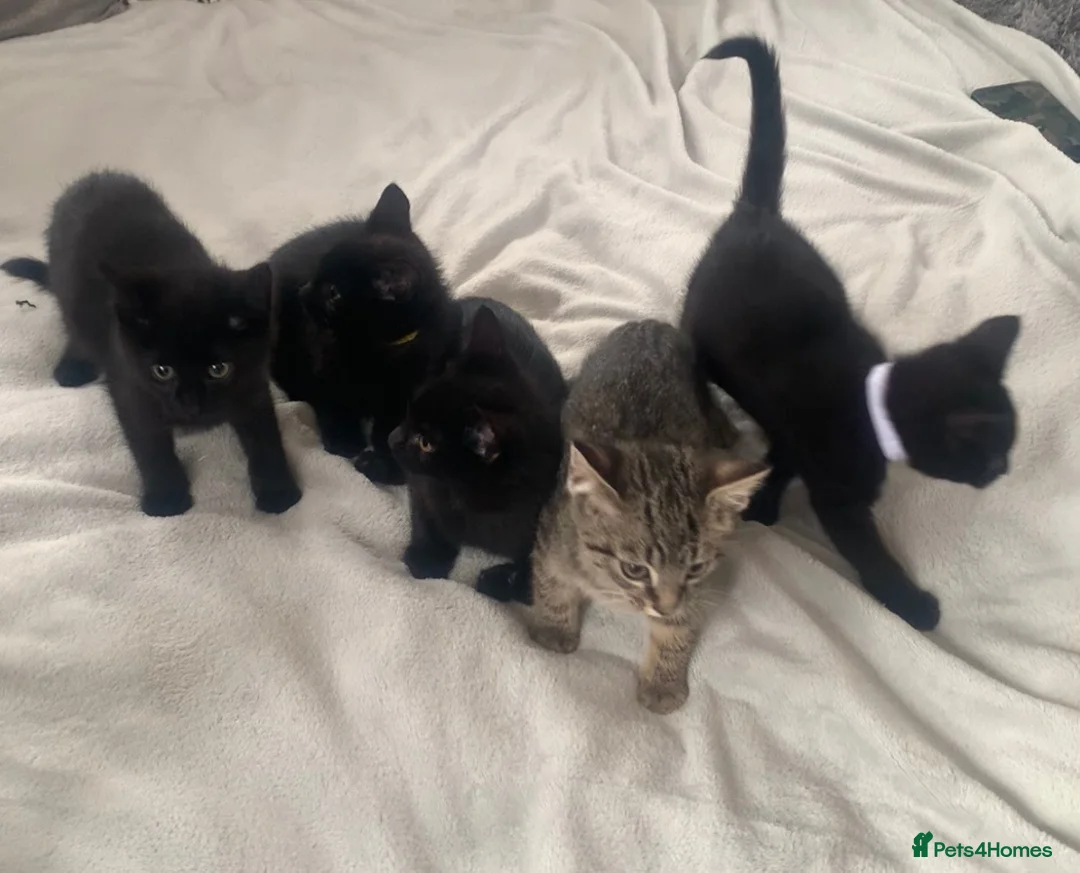 Mixed Breed cats for sale: Gorgeous farm kittens  - Advert 1