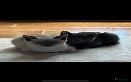 Oriental cats for sale: 5 STUNNING RAGAMESE KITTENS - Image 5
