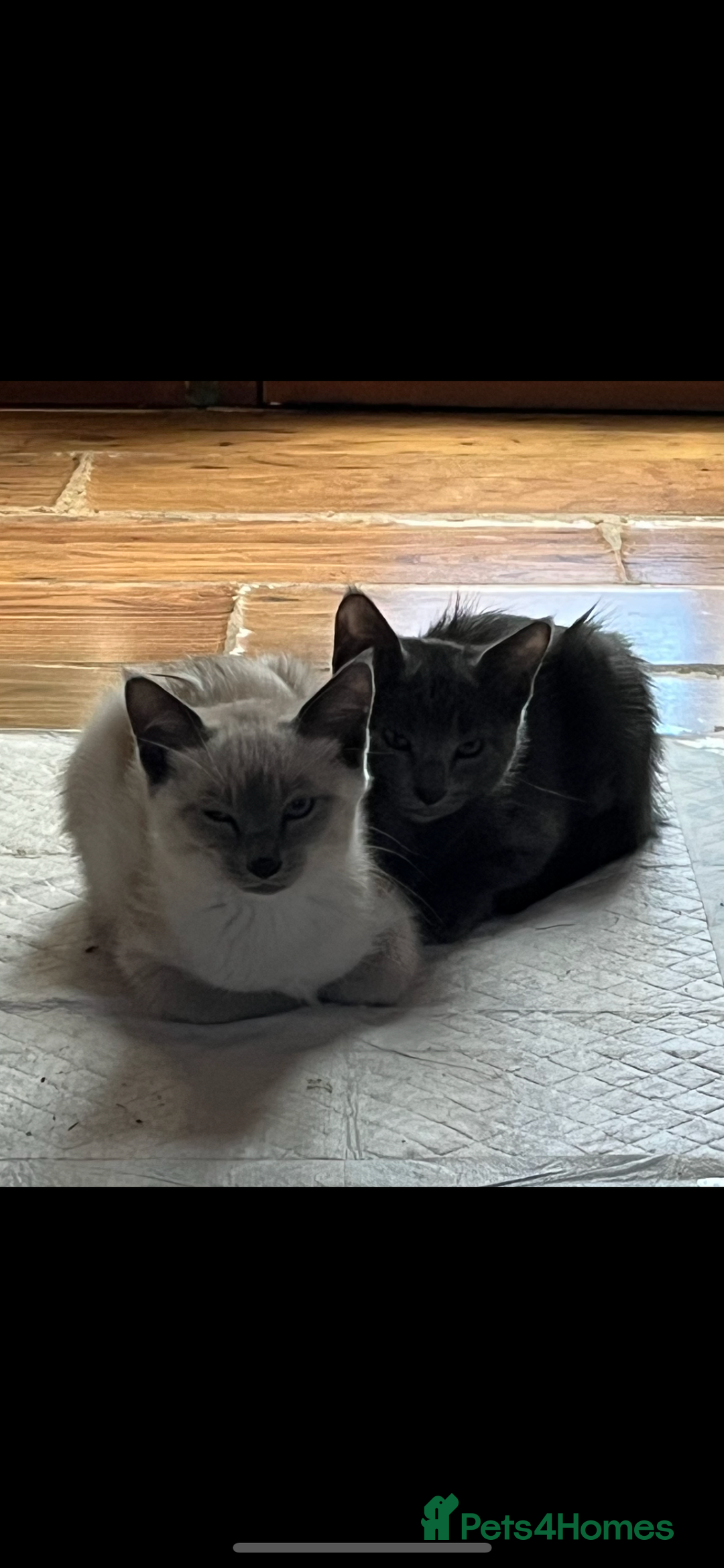 Oriental cats for sale: 5 STUNNING RAGAMESE KITTENS - Image 5