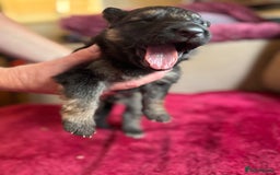 German Shepherd dogs for sale: Stunning long  German Shepherd puppies gsd pups  - Image 6