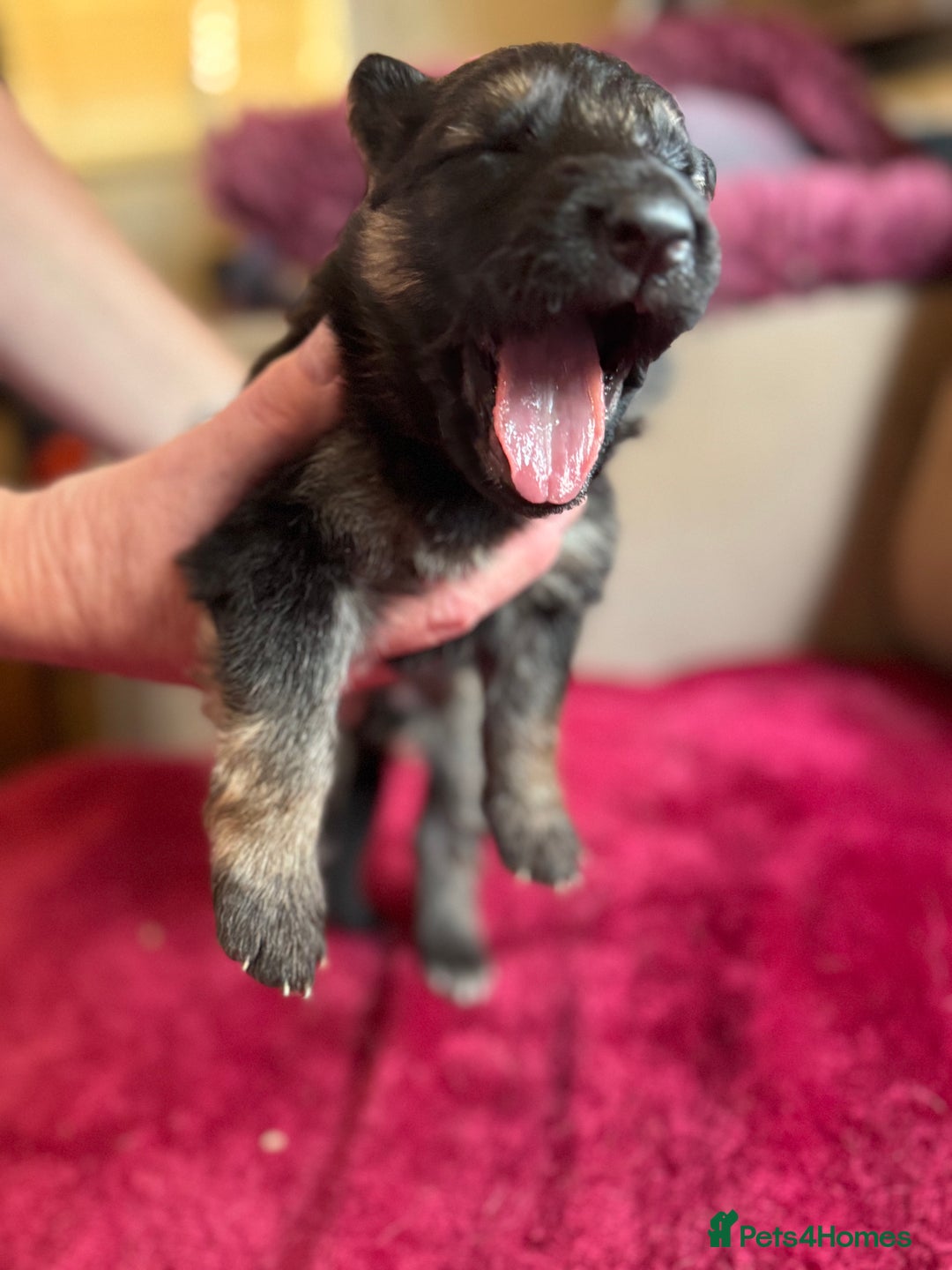 German Shepherd dogs for sale: Stunning long  German Shepherd puppies gsd pups  - Image 6