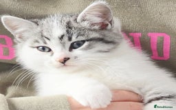 British Shorthair cats for sale: Male kitten British short-hair  - Image 1