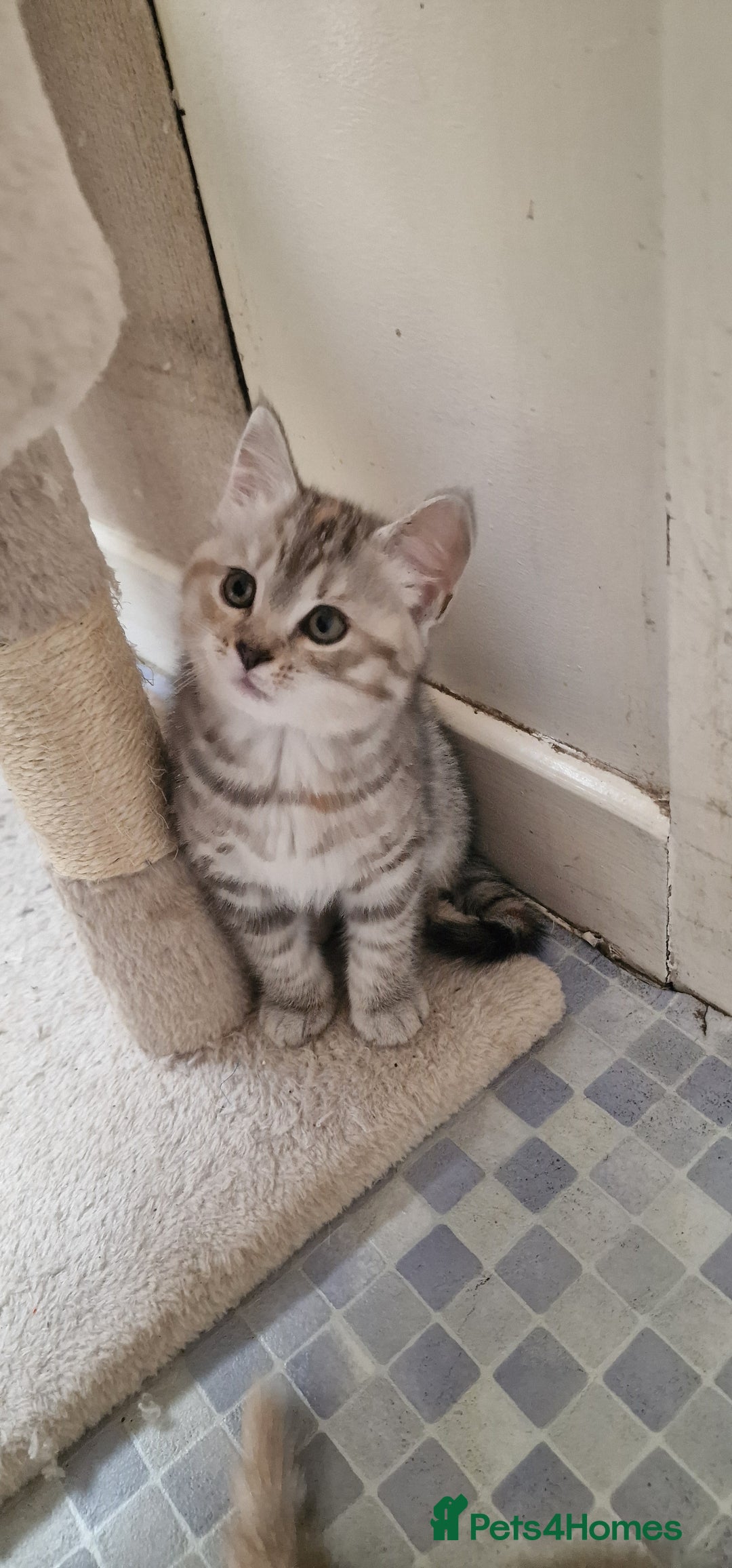 British Shorthair cats for sale: British Shorthair x **REDUCED** in Birmingham - Image 40
