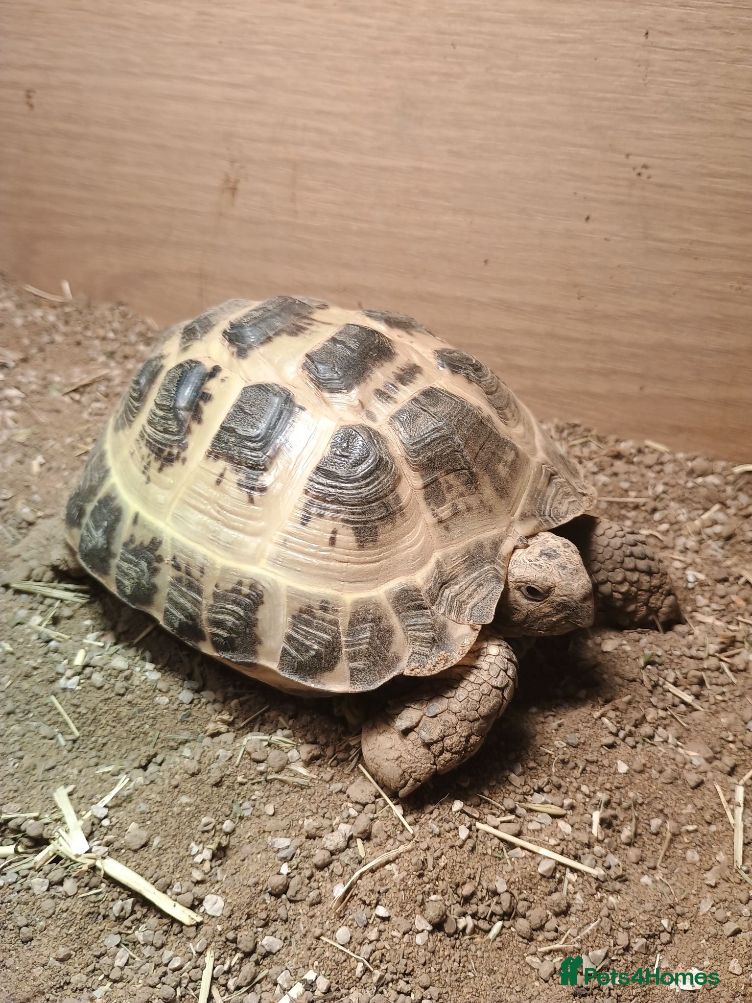 Tortoise reptiles Tortoise  - Advert 1