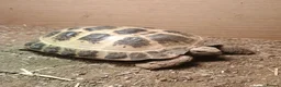Tortoise reptiles for sale: Tortoise  - Advert 1