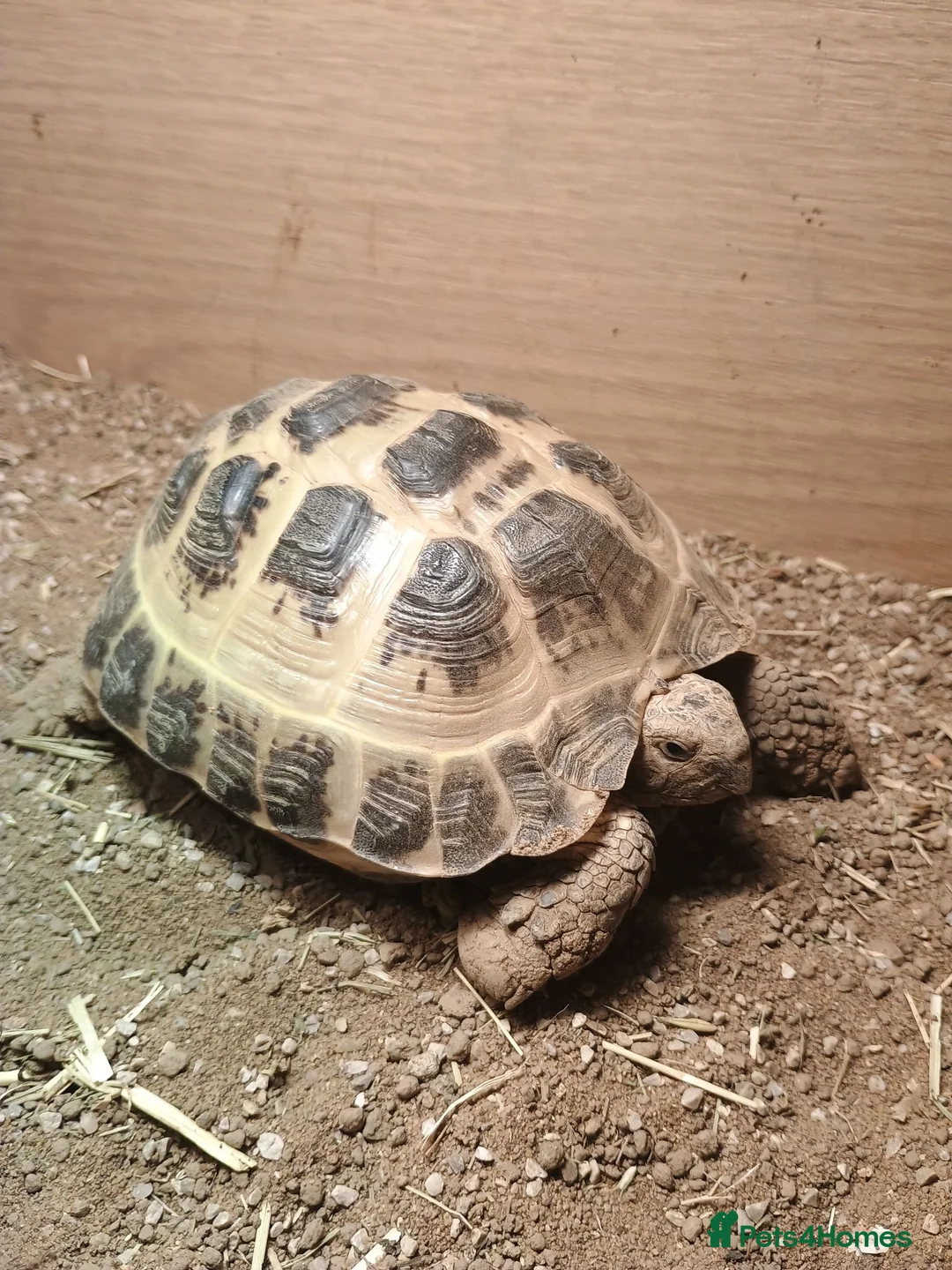 Tortoise reptiles for sale: Tortoise  - Advert 1