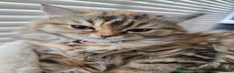 Persian cats for sale: Persian x Siberian fluffy tabby kitten - Advert 2