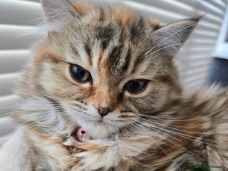 Persian cats Persian x Siberian fluffy tabby kitten - Advert 6