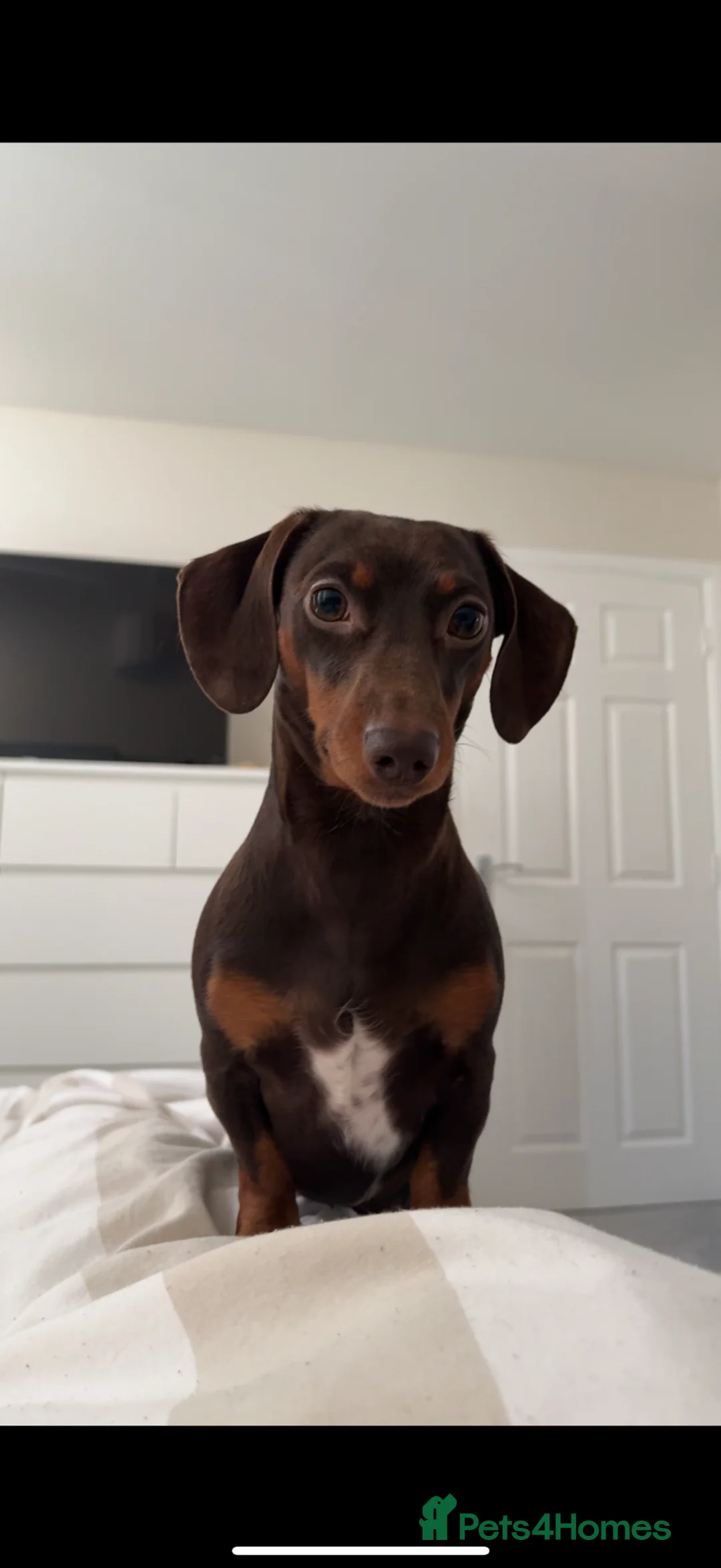 Miniature Dachshund dogs for stud: PICKLE FOR STUD ONLY - Advert 2