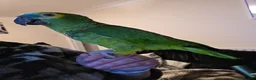 Parrots birds for sale: Tame blue fronted amazon parrot - Advert 4