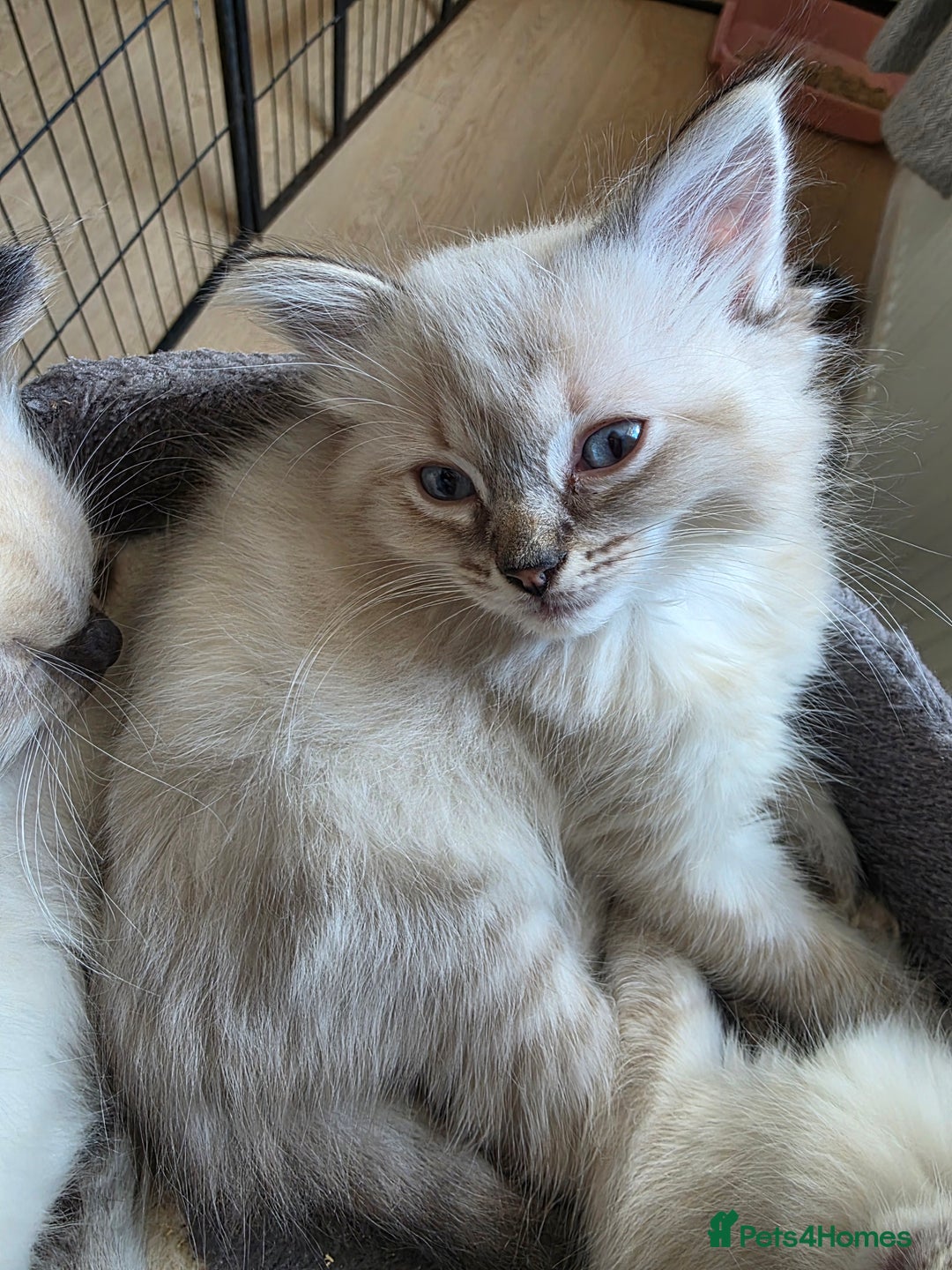 Ragdoll cats for sale: Beautiful Ragdoll kittens  - Image 5