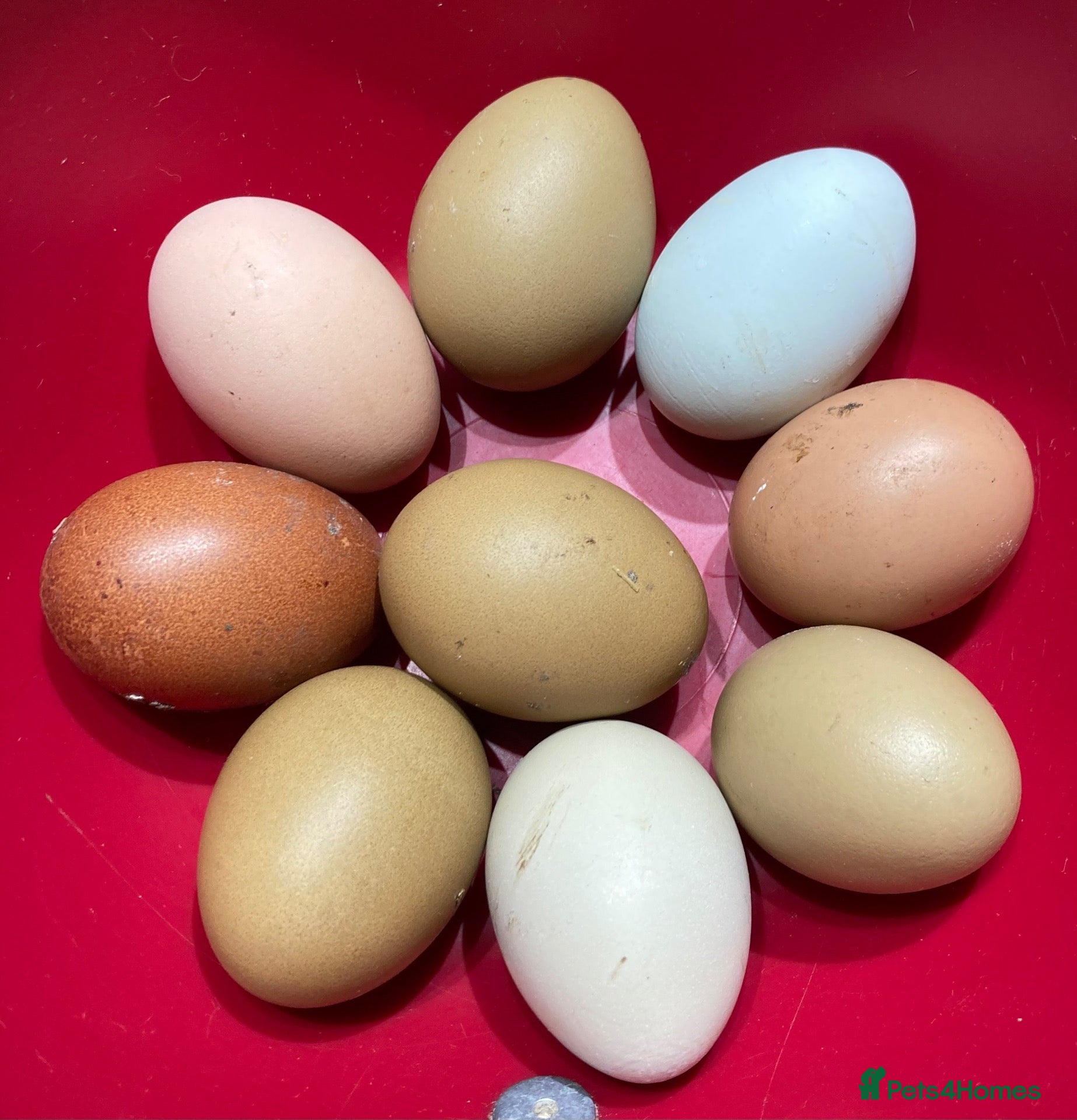 Mixed Breed poultry Hatching Eggs and Chicks! Guineas,Ducks & Chickens - Advert 1