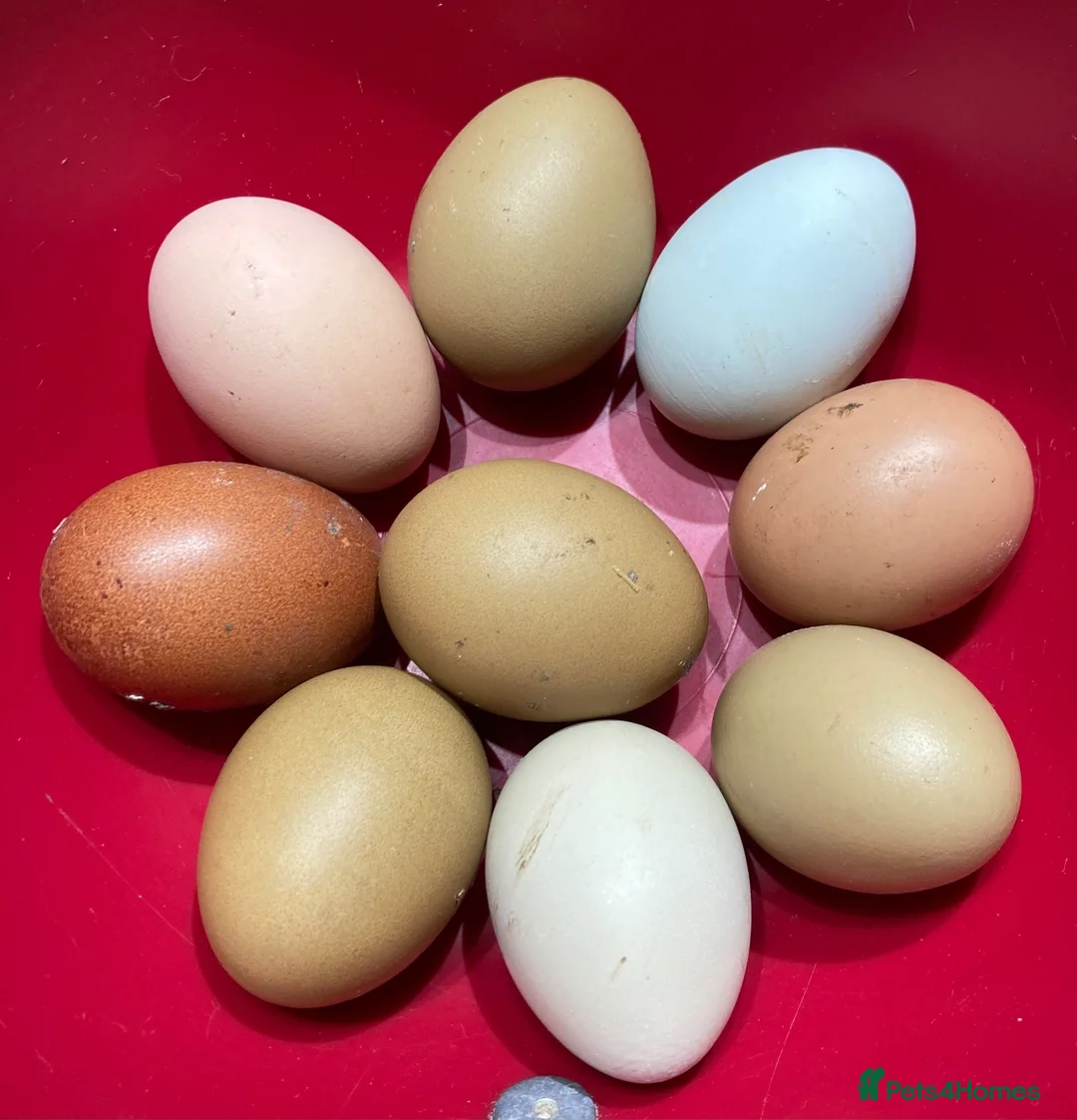 Mixed Breed poultry for sale: Hatching Eggs and Chicks! Guineas,Ducks & Chickens - Advert 1