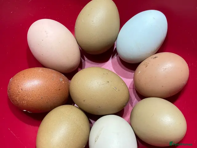 Mixed Breed poultry for sale: Hatching Eggs and Chicks! Guineas,Ducks & Chickens - Advert 1