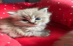Perdoll cats for sale: Luxury Perdoll Kittens Available To Reserve  - Image 12