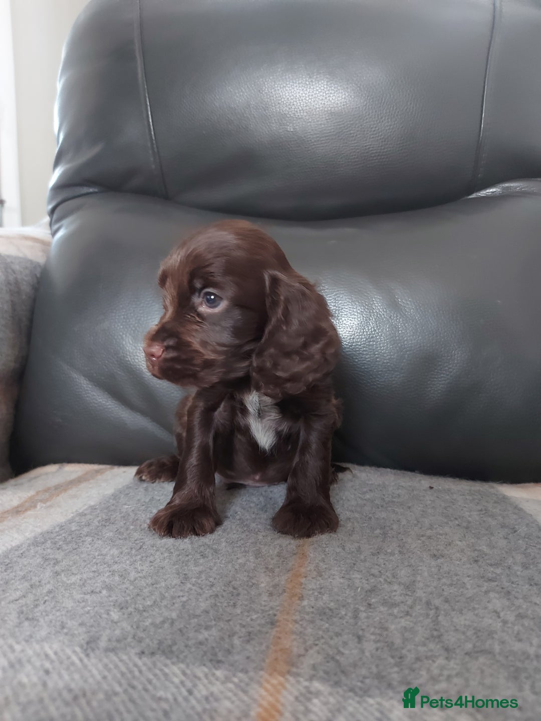 Cocker Spaniel dogs for sale: 8 beautiful kc reg show cocker puppy for sale - Image 13