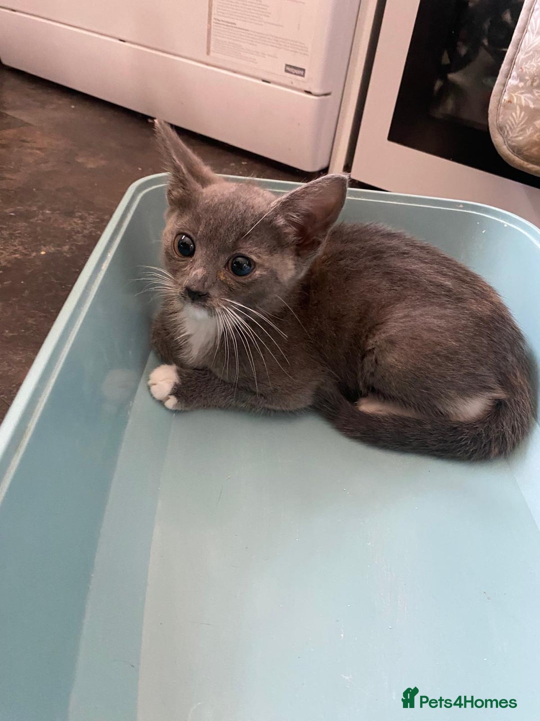 Domestic Shorthair cats for sale: Beautiful grey kittens - Image 6