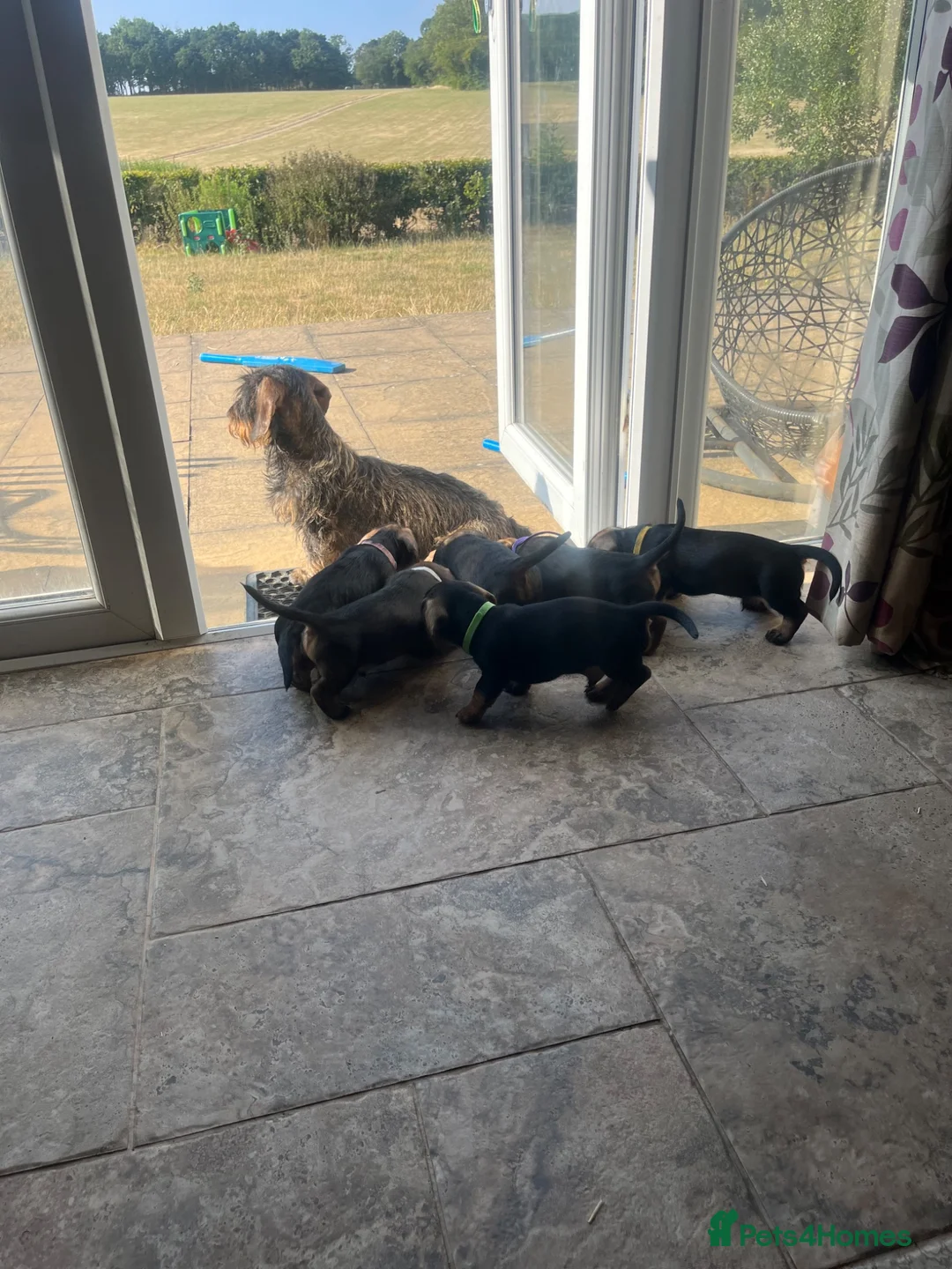 Dachshund dogs for sale: Wirehaired Dachshund’s FOR SALE  in Droitwich - Advert 14