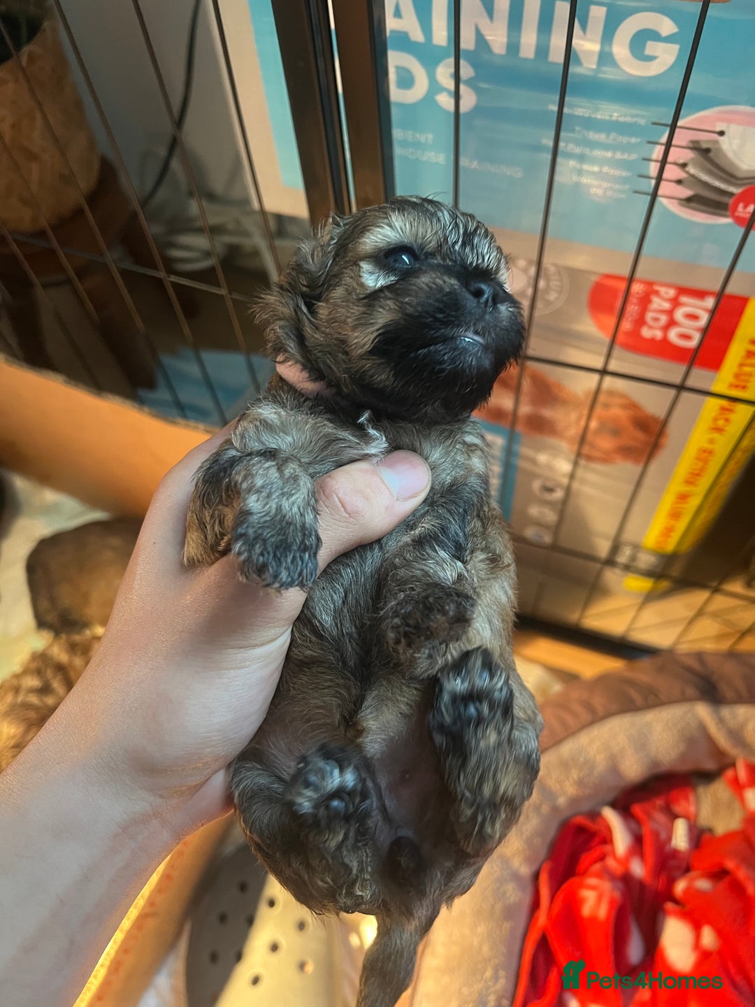Mixed Breed dogs for sale: 🐶 Cockapoo × Shih Tzu Puppies Ready September  - Image 7