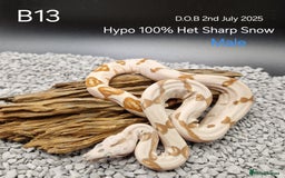 Boa Snake reptiles for sale: 2025 boa morphs - Image 6
