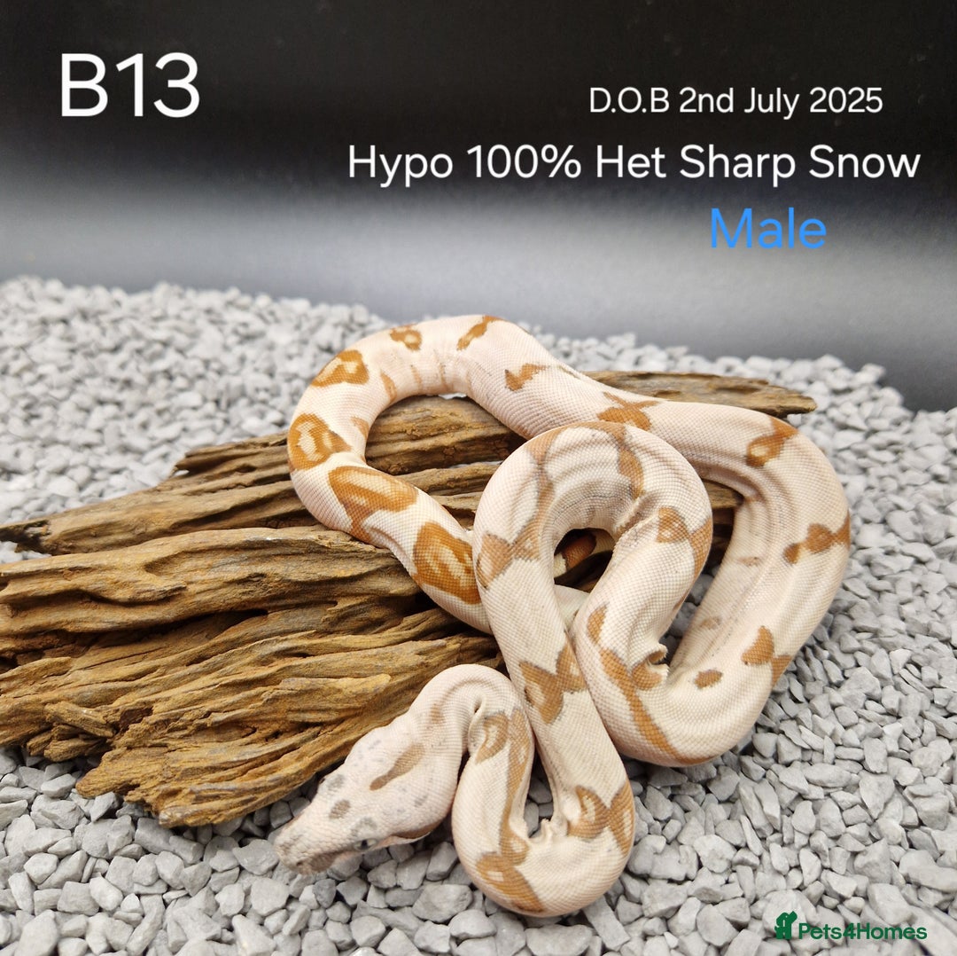Boa Snake reptiles for sale: 2025 boa morphs - Image 6