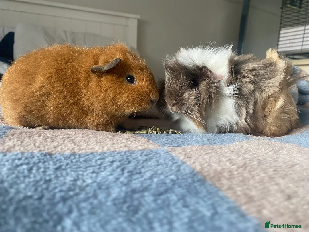 Guinea Pig rodents for sale: Bonded pair male Guinea pigs  - Advert 2