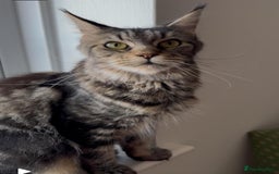 Maine Coon cats for sale: TICA active Maine coon boy  - Image 2
