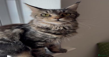 Maine Coon cats - Advert 13