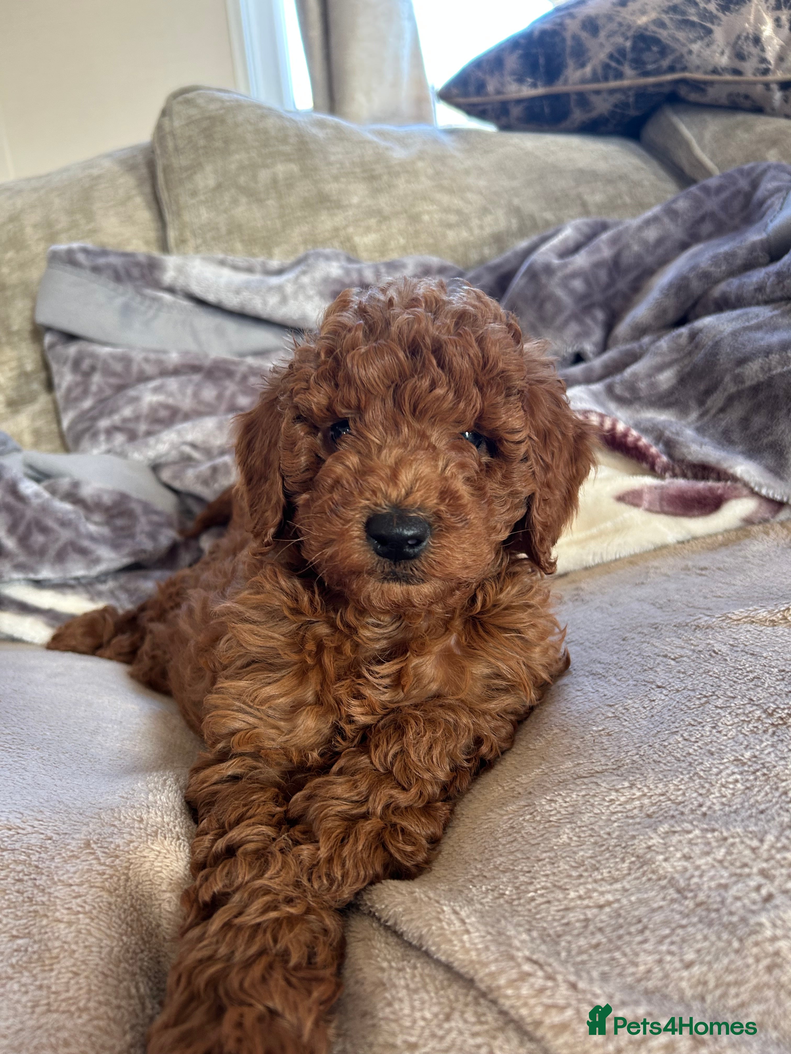 Miniature Poodle dogs 🐩Gorgeous deep red miniature poodles - Advert 7