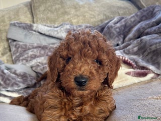 Miniature Poodle dogs 🐩Gorgeous deep red miniature poodles - Advert 11