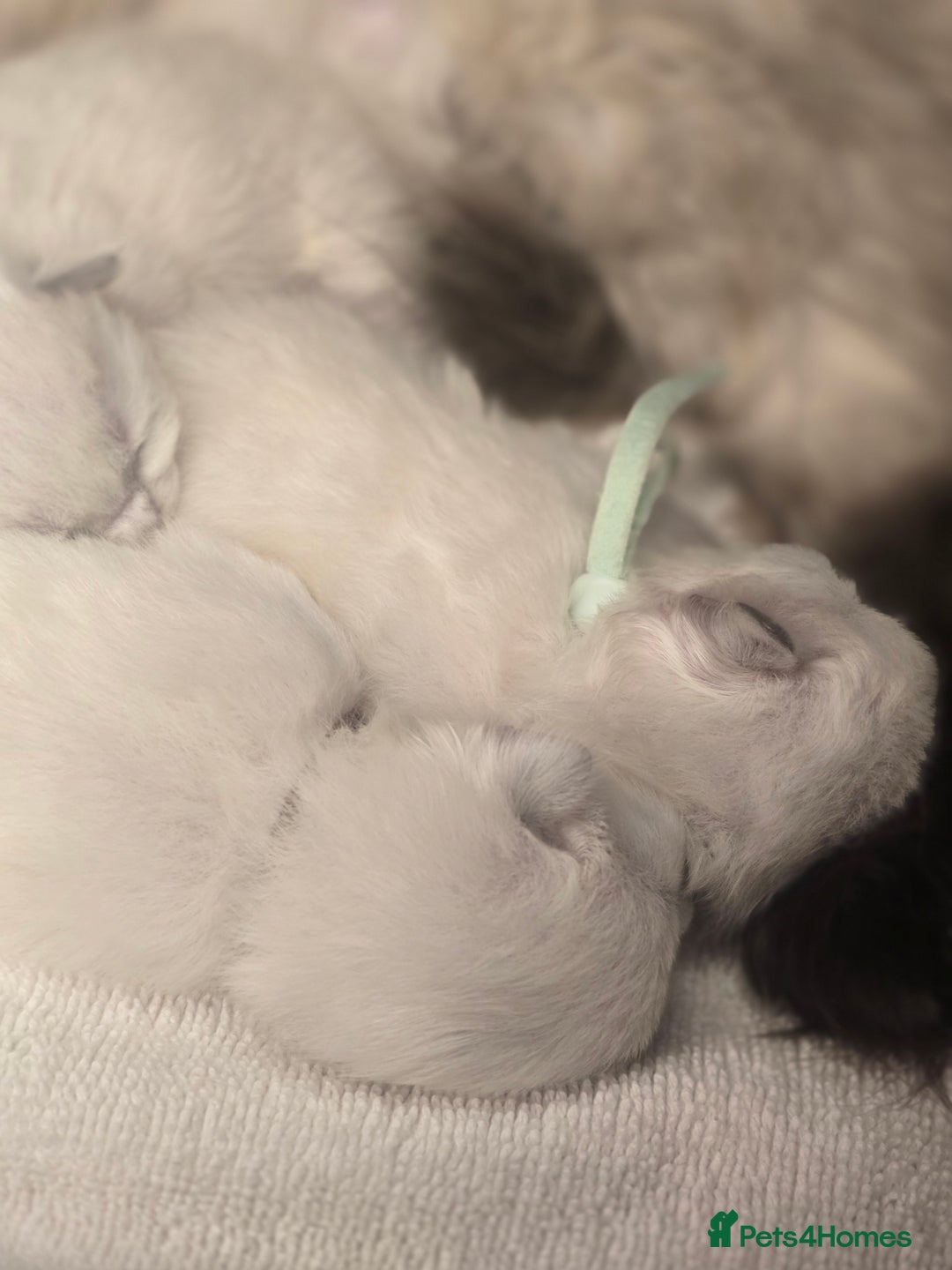 Ragdoll cats for sale: Precious GCOF Registered Ragdoll Kittens - 3 Boys - Advert 7