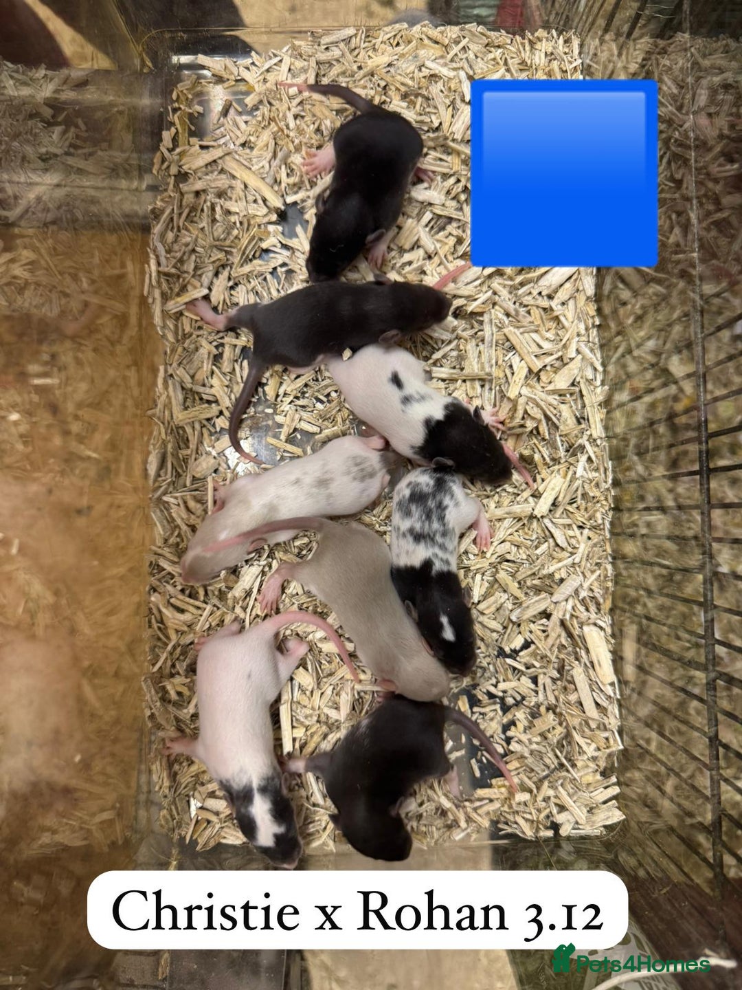 Rat rodents for sale: Baby full size and dwarf rats ready now /January - Advert 17