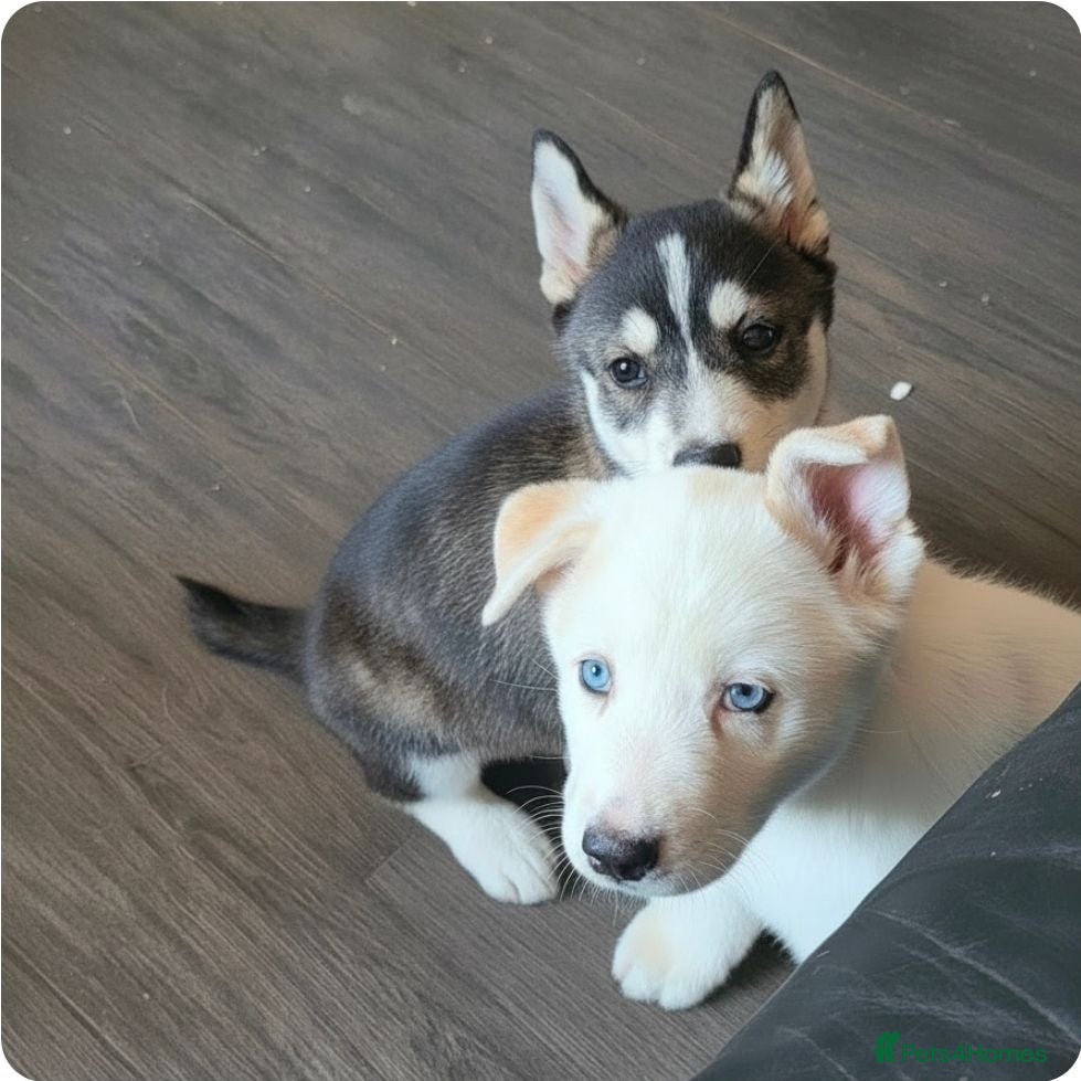 Siberian Husky dogs 2 BEAUTIFUL HUSKY PUPPIES  - Advert 2