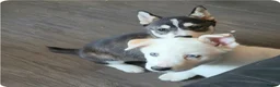 Siberian Husky dogs for sale: 2 BEAUTIFUL HUSKY PUPPIES  - Advert 2