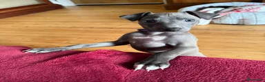 Italian Greyhound Purple collar 