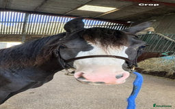 Welsh Section B horses for sale: Top class section B for sale  - Image 4