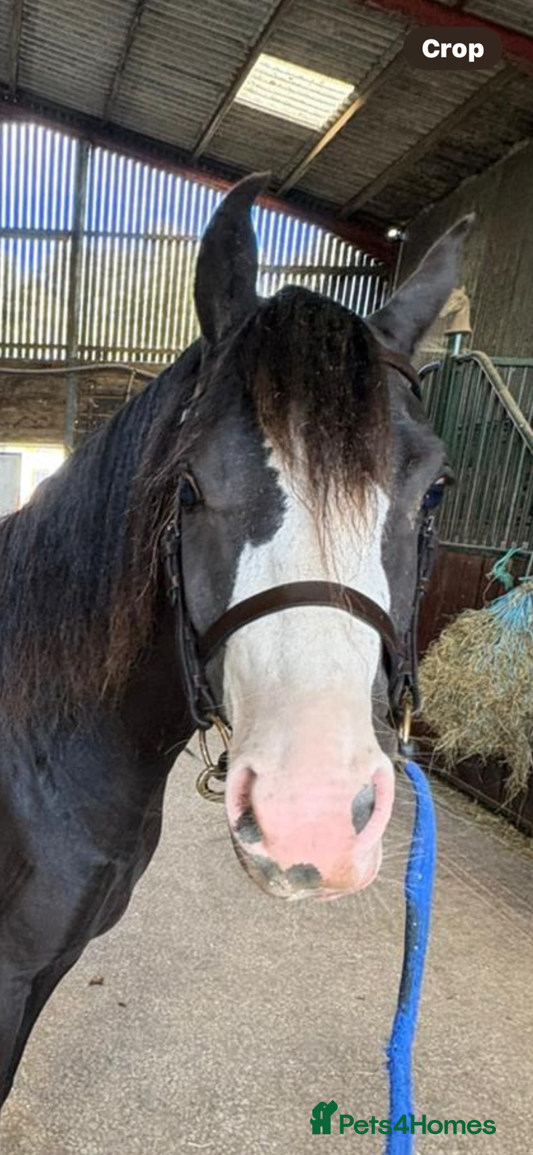 Welsh Section B horses for sale: Top class section B for sale  - Image 4