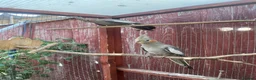 Cockatiels birds for sale: 2 grey cockatiels 2 months old in Enfield - Advert 3