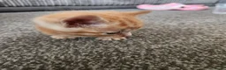 Mixed Breed cats for sale: Kittens - Advert 9
