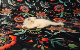 Persian cats for sale: Persian Kittens  - Image 18