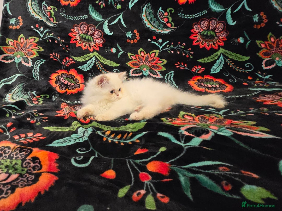 Persian cats for sale: Persian Kittens  - Image 18