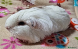 Guinea Pig rodents for sale: Two Stunning Sheltie Sows - Image 21