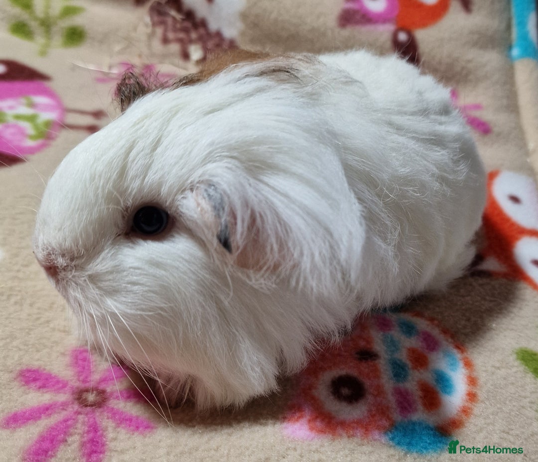 Guinea Pig rodents for sale: Two Stunning Sheltie Sows - Image 21