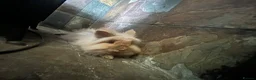 Lionhead rabbits for sale: Rabbit looking for new forever home  - Advert 7