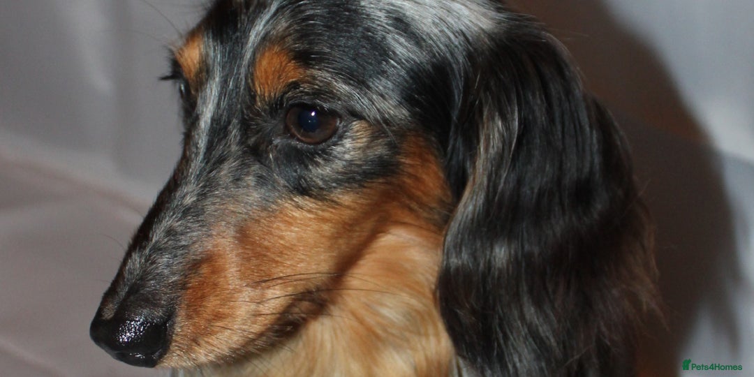 Miniature Dachshund dogs for stud: KC Reg Fully Health Tested clear Silver Dapple  in Southampton - Advert 3