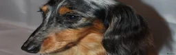 Miniature Dachshund dogs for stud: KC Reg•DNA Tested • Longhaired Silver Dapple  in Southampton - Advert 3
