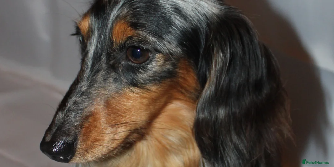 Miniature Dachshund dogs for stud: KC Reg•DNA Tested • Longhaired Silver Dapple  in Southampton - Advert 3