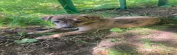 Whippet dogs for sale: 6 STUNNING WHIPPET PUPPIES - Advert 18